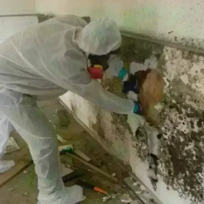 Mold Remediation and Removal in New Preston, CT